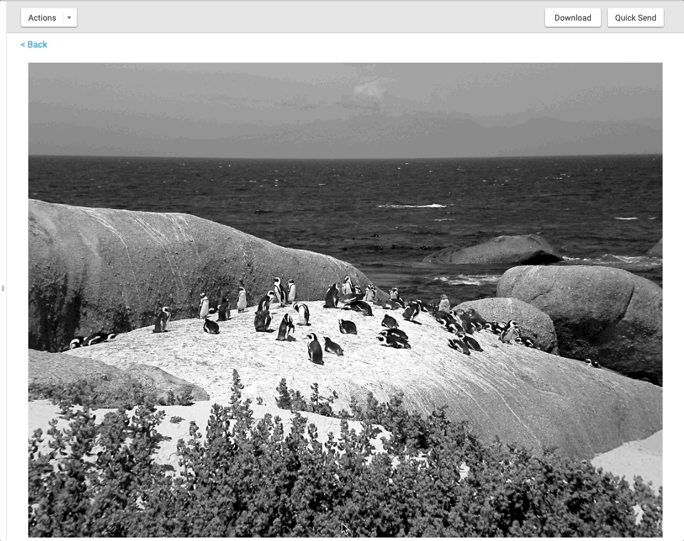 addtogallery.gif